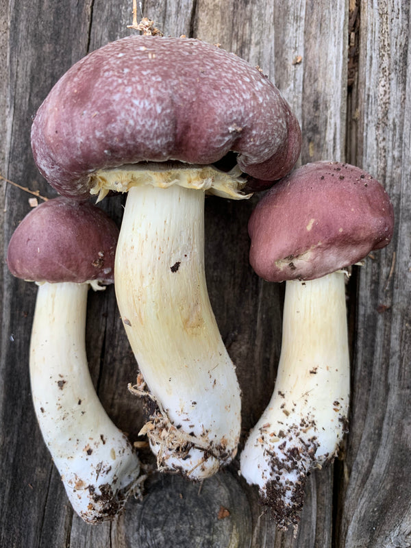 Wine Cap Living Mulch Mushroom Spawn for Gardens