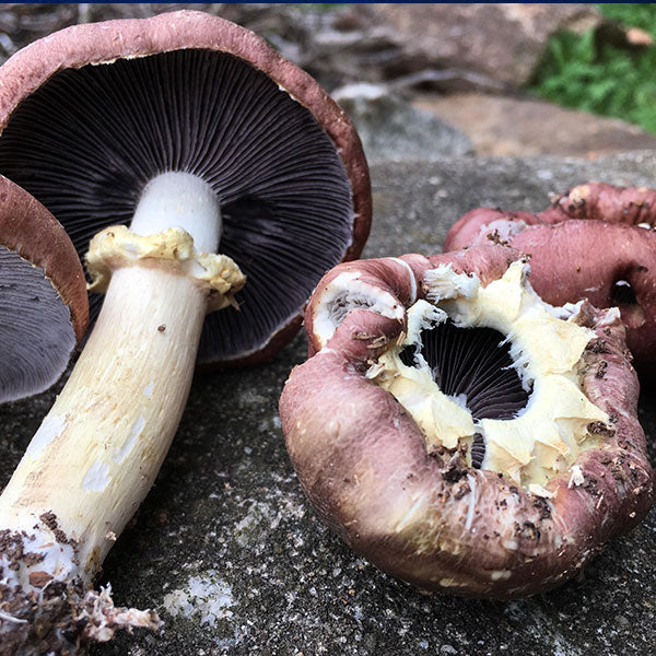 Wine Cap Living Mulch Mushroom Spawn for Gardens