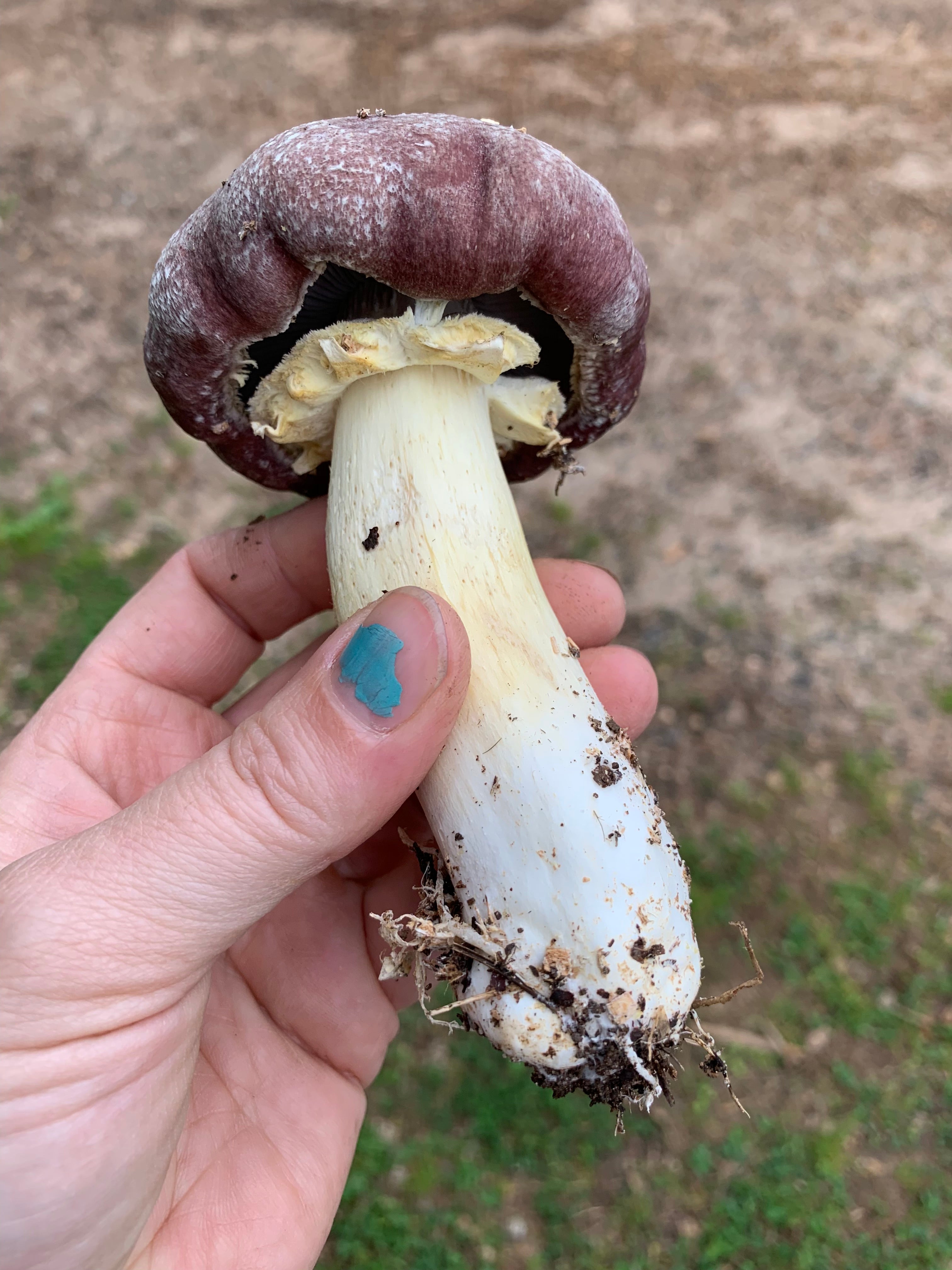 Wine Cap Living Mulch Mushroom Spawn for Gardens