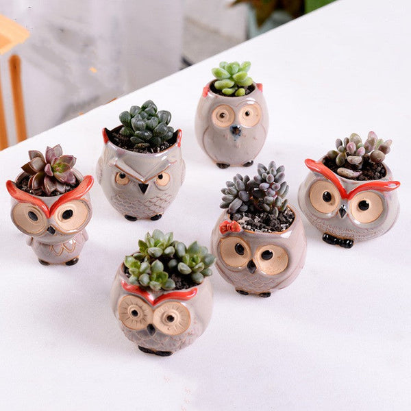 Ceramic Owl Air Plant Planter with Live Plants