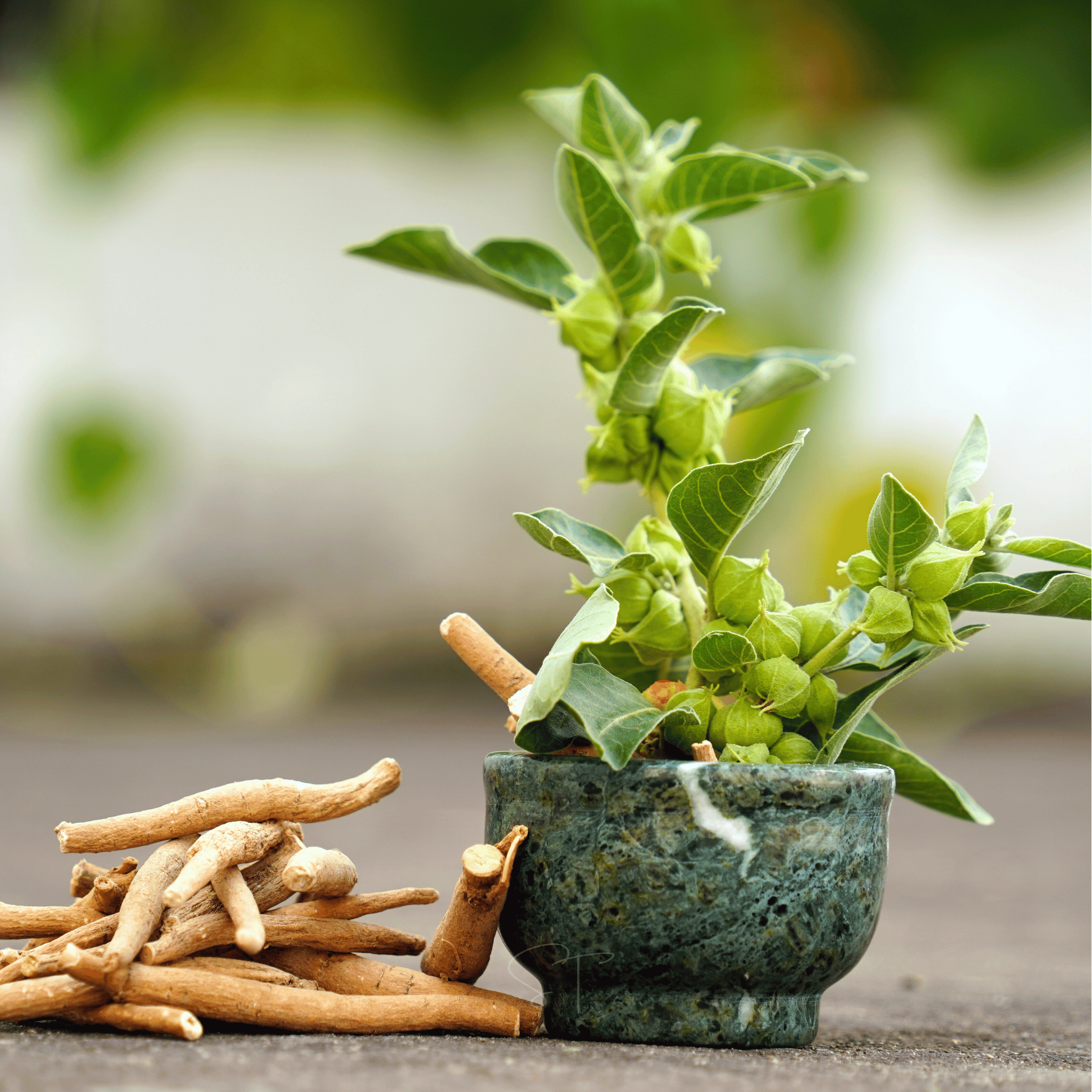 Indian Ginseng Seeds 30-Pack Herbal Plant