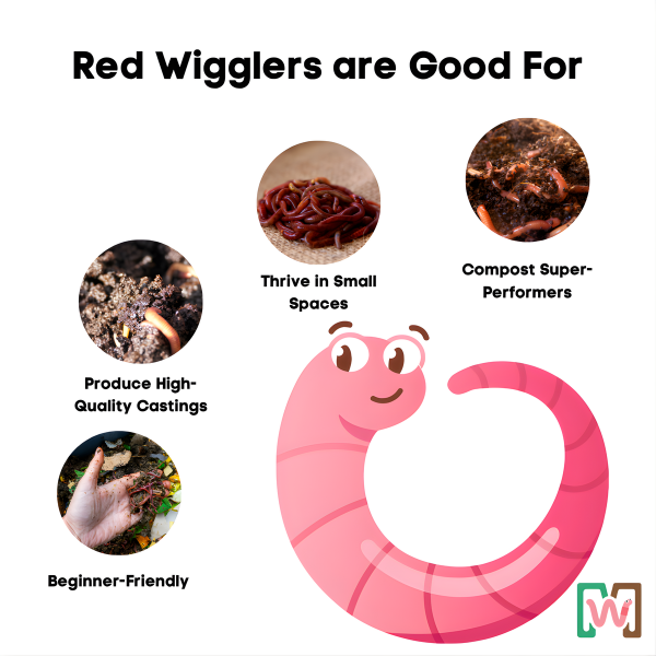 Composting Worms with Living Bedding Material