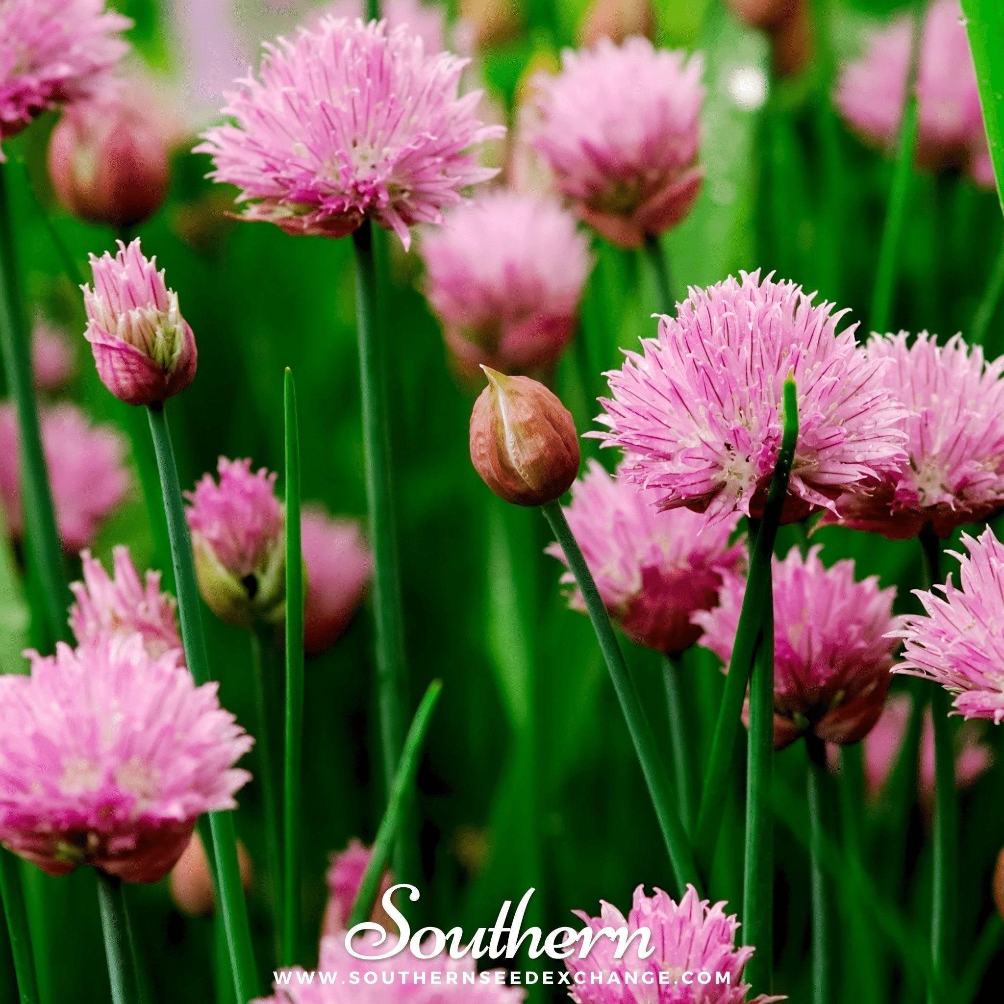 Chives Seeds 100-Pack Fresh Culinary Herb Garden