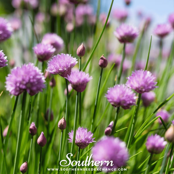 Chives Seeds 100-Pack Fresh Culinary Herb Garden