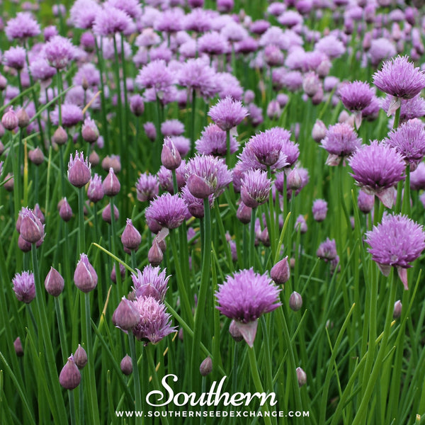 Chives Seeds 100-Pack Fresh Culinary Herb Garden