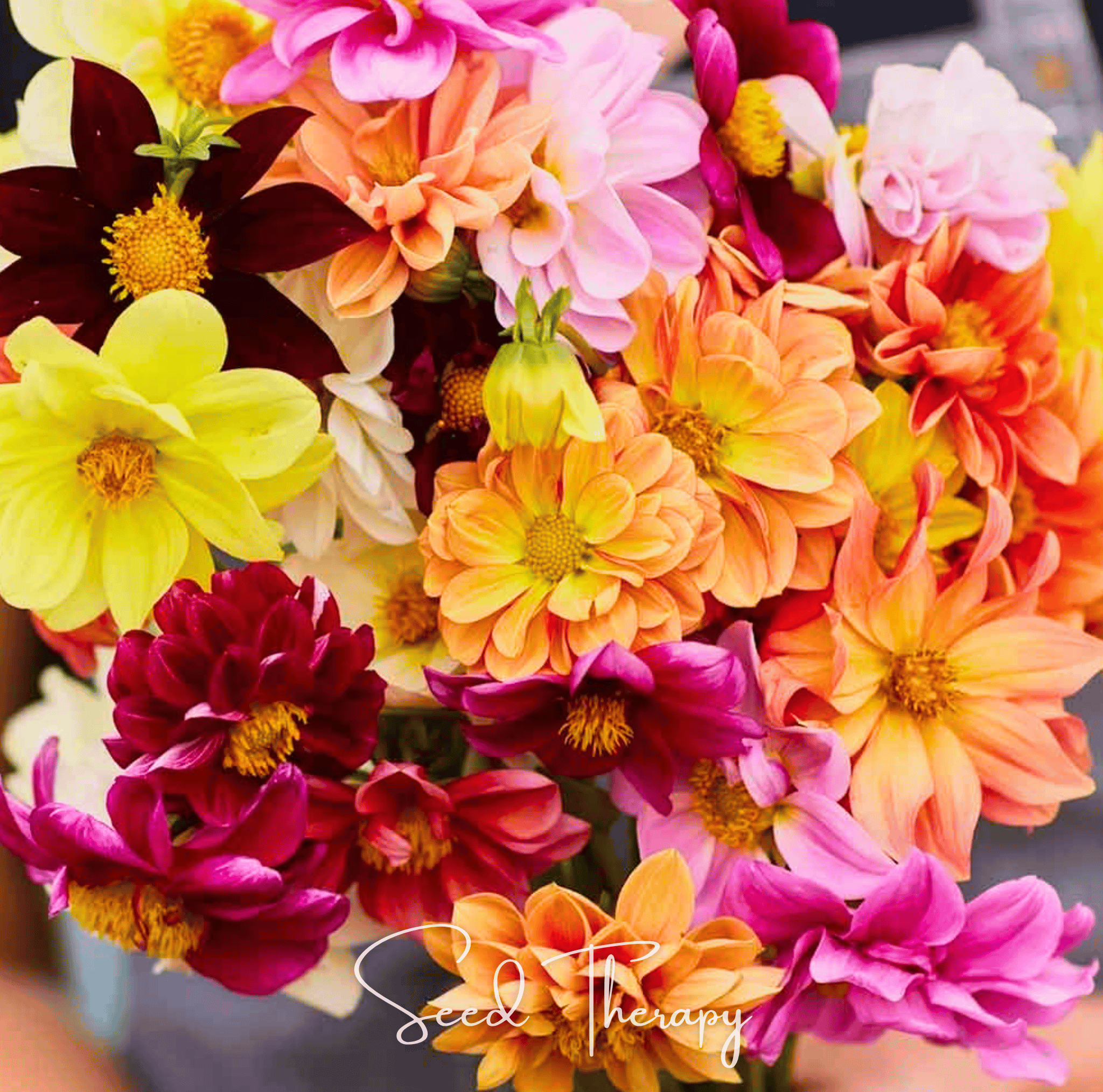 Early Bird Dahlia Seeds 25-Pack Colorful Flower Garden