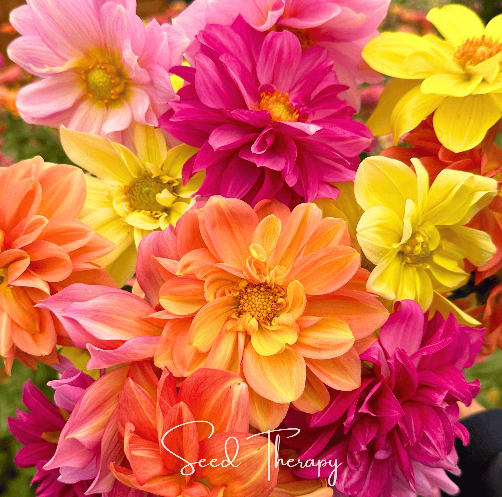 Early Bird Dahlia Seeds 25-Pack Colorful Flower Garden