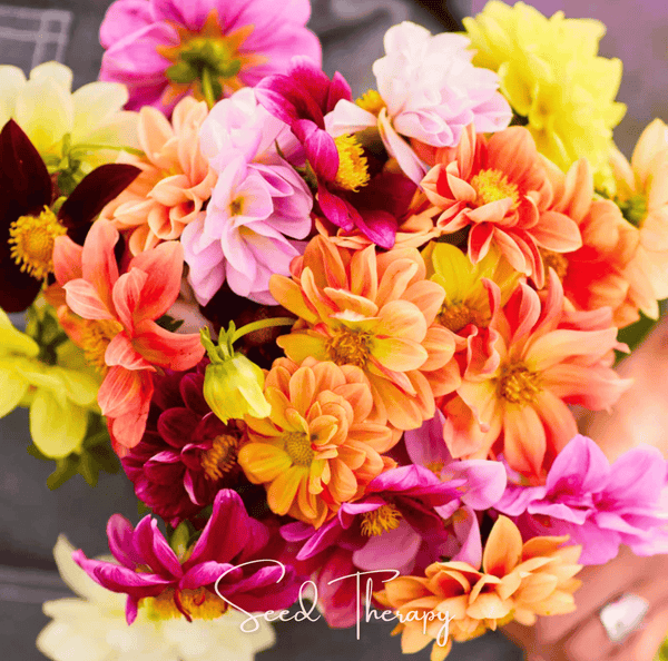 Early Bird Dahlia Seeds 25-Pack Colorful Flower Garden