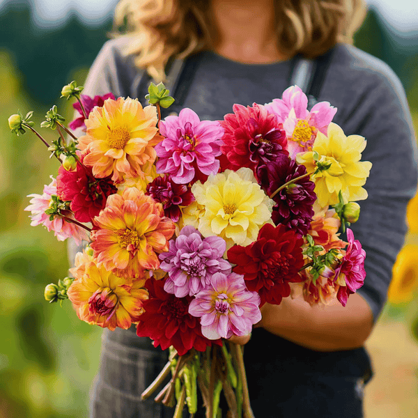 Early Bird Dahlia Seeds 25-Pack Colorful Flower Garden