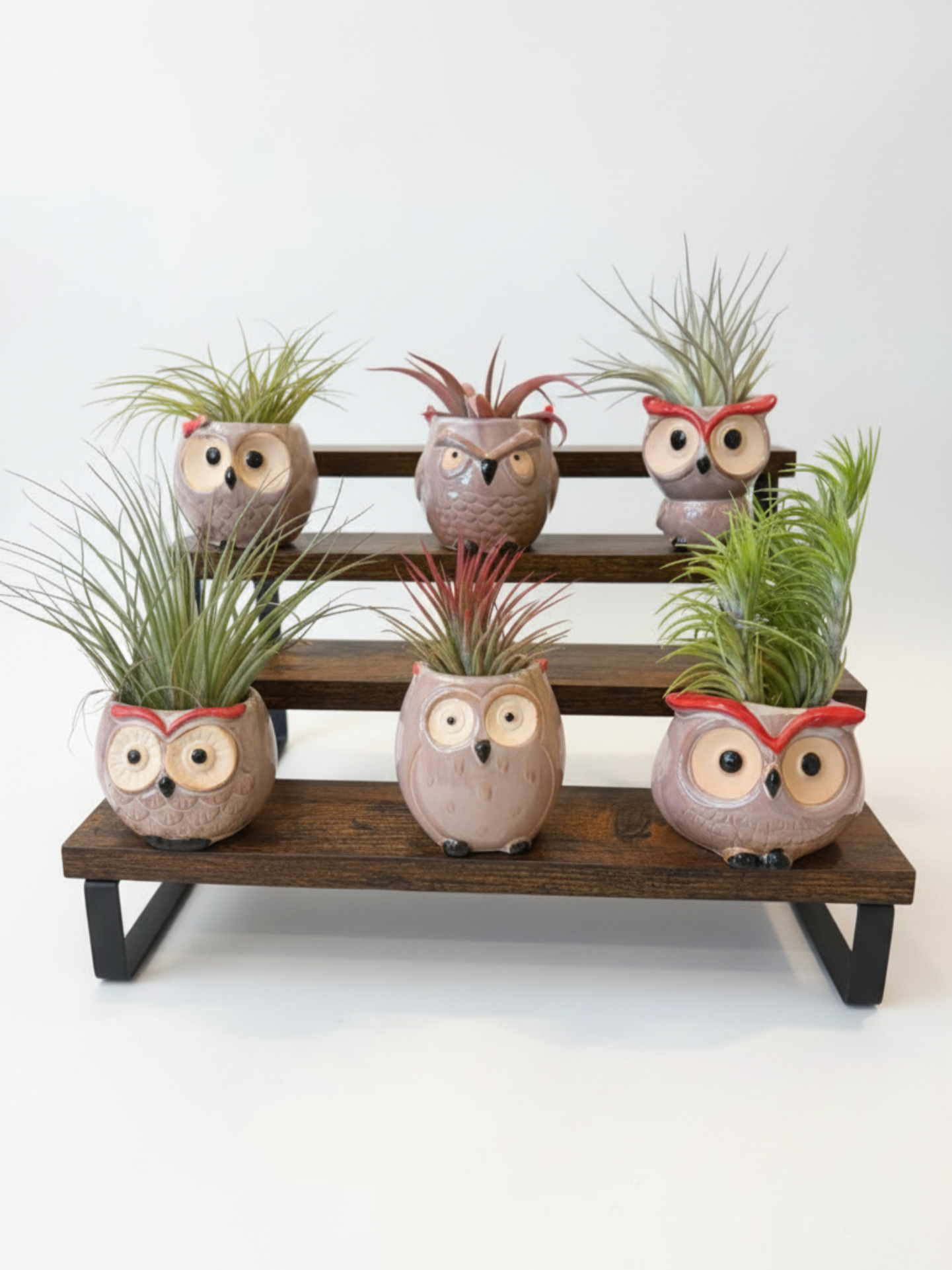 Ceramic Owl Air Plant Planter with Live Plants