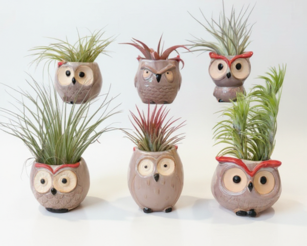 Ceramic Owl Air Plant Planter with Live Plants