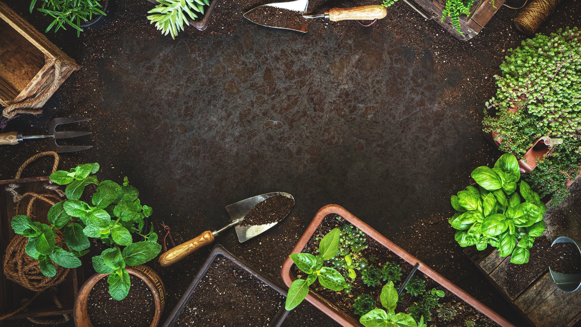 Top-down view of potted plants and gardening tools on a dark surface