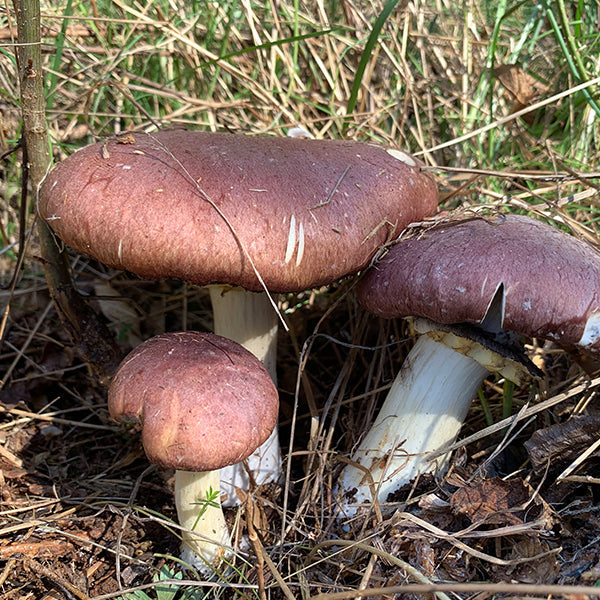 Wine Cap Living Mulch Mushroom Spawn for Gardens