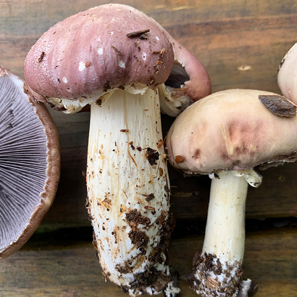 Wine Cap Living Mulch Mushroom Spawn for Gardens