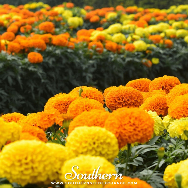 Marigold Seeds 100-Pack Colorful Flower Garden