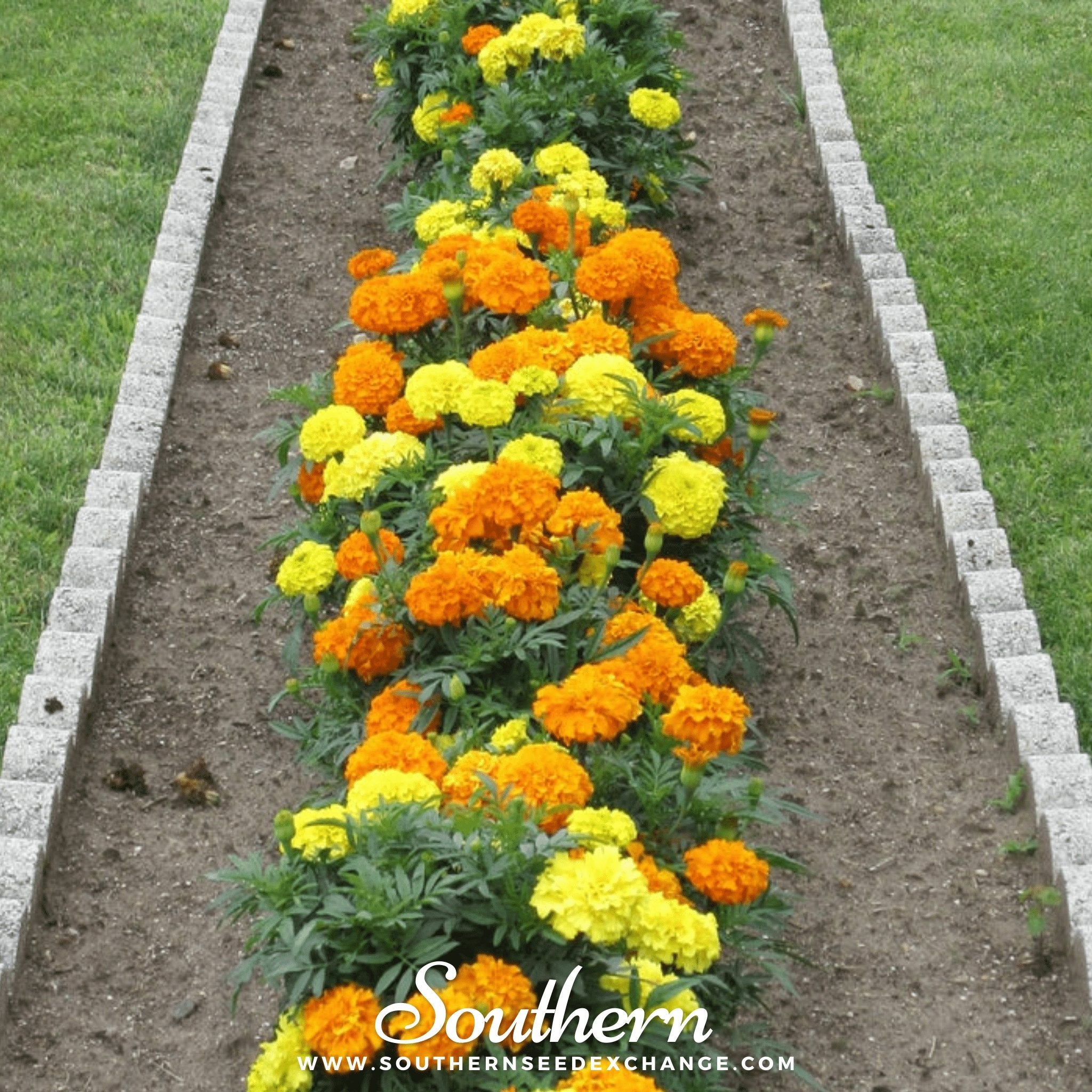 Marigold Seeds 100-Pack Colorful Flower Garden