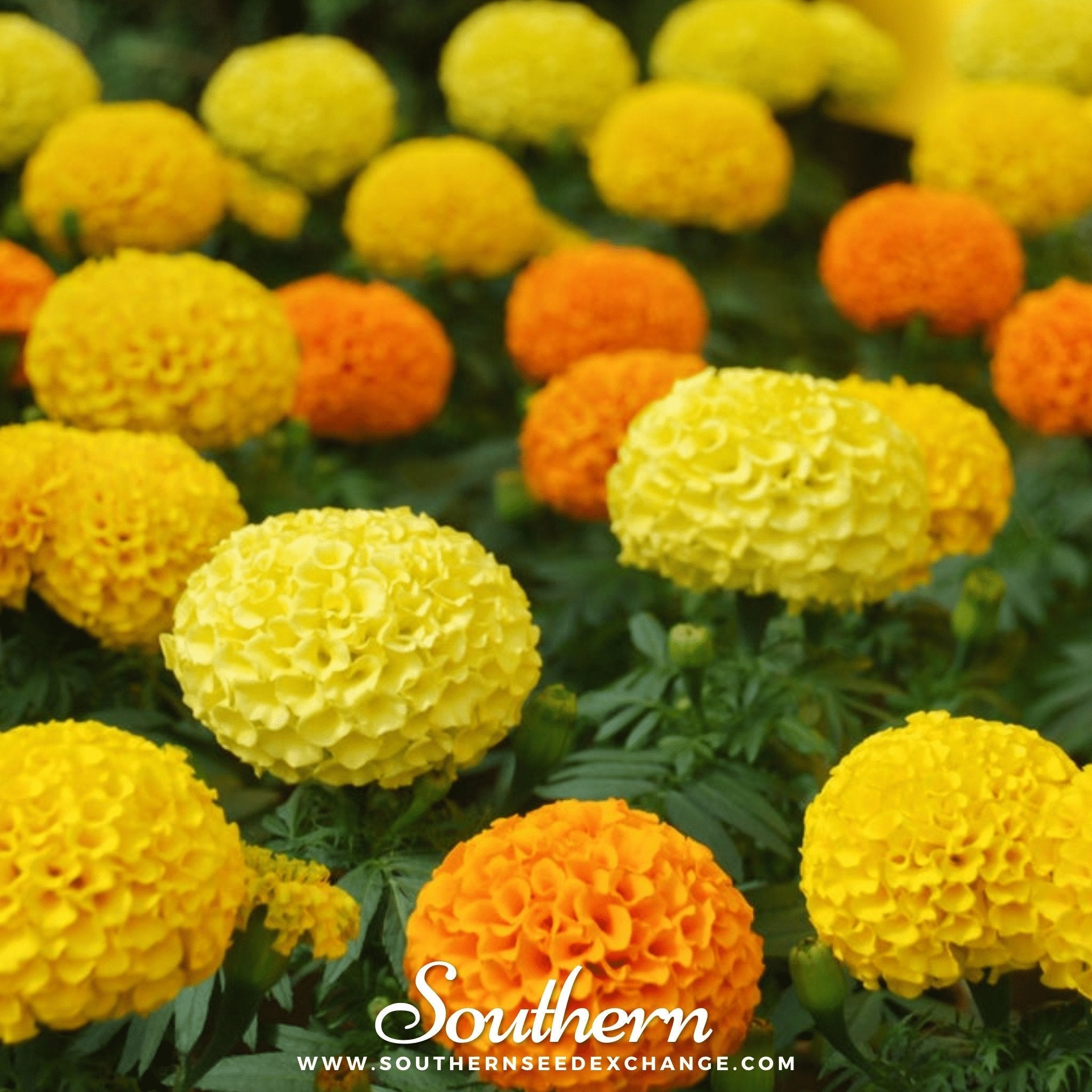 Marigold Seeds 100-Pack Colorful Flower Garden