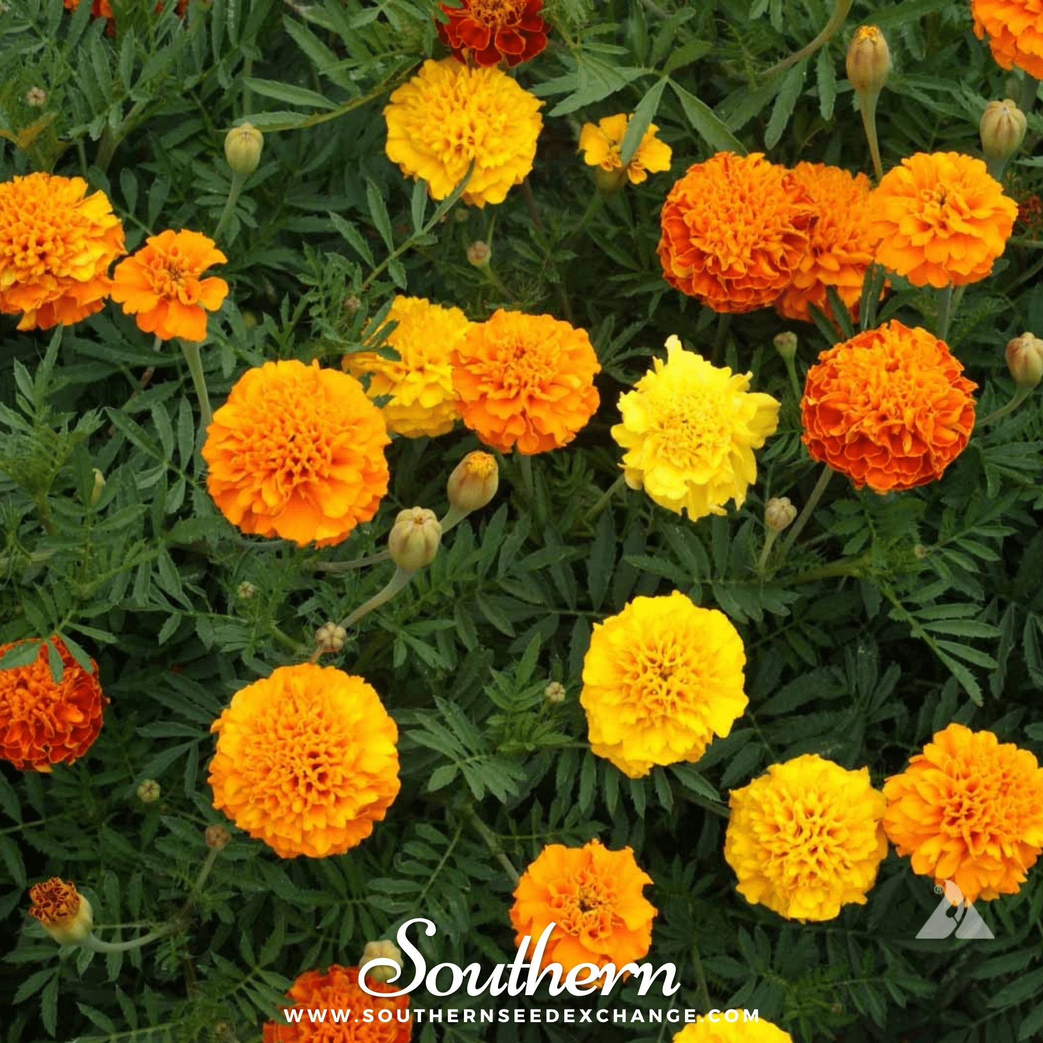 Marigold Seeds 100-Pack Colorful Flower Garden
