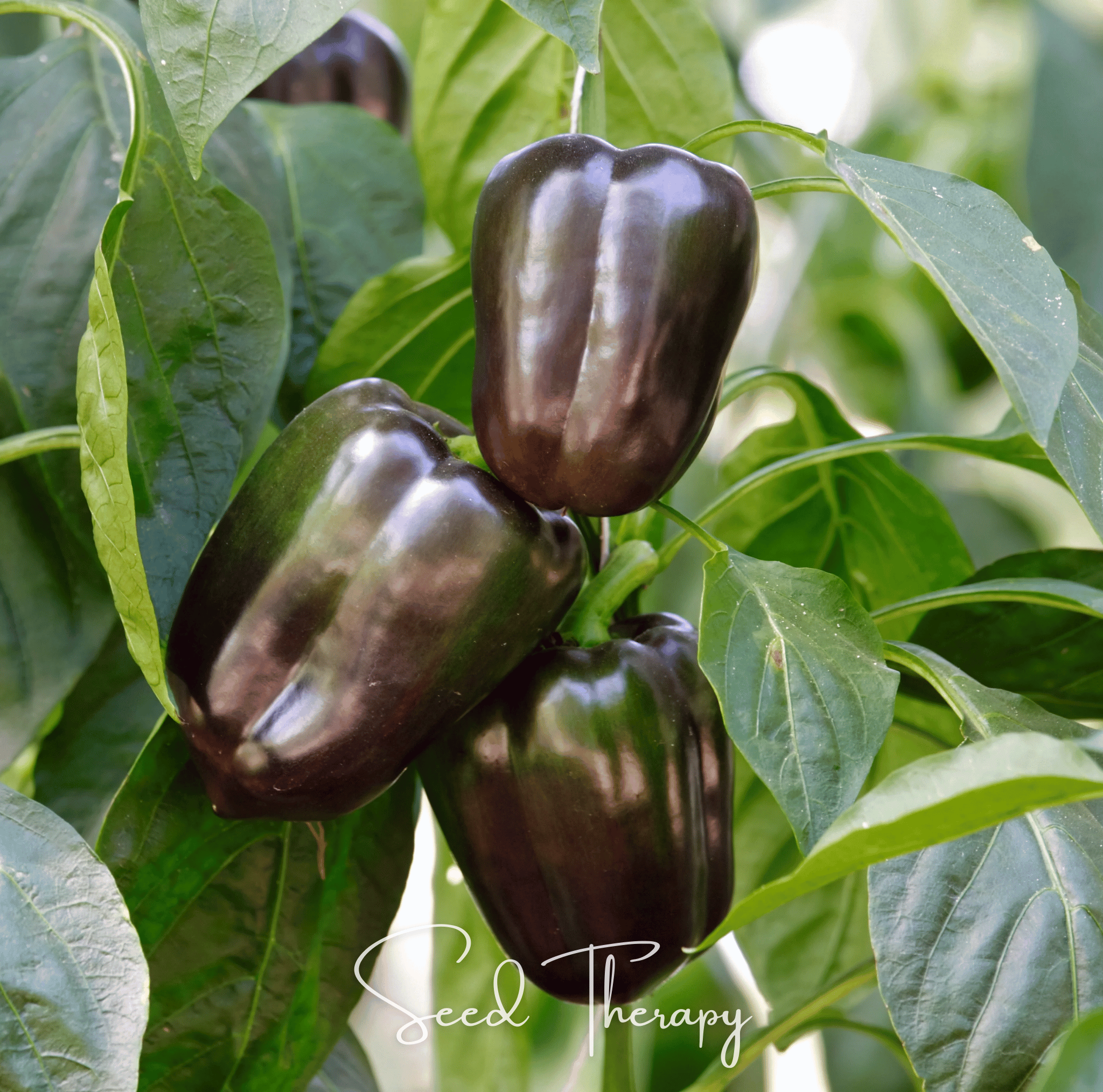 Chocolate Beauty Bell Pepper Seeds 30-Pack Garden