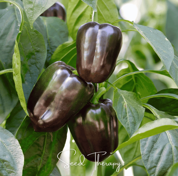 Chocolate Beauty Bell Pepper Seeds 30-Pack Garden