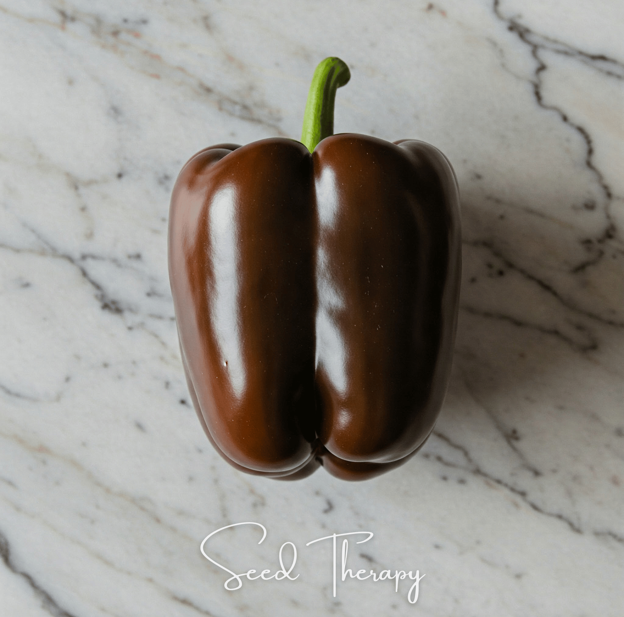 Chocolate Beauty Bell Pepper Seeds 30-Pack Garden
