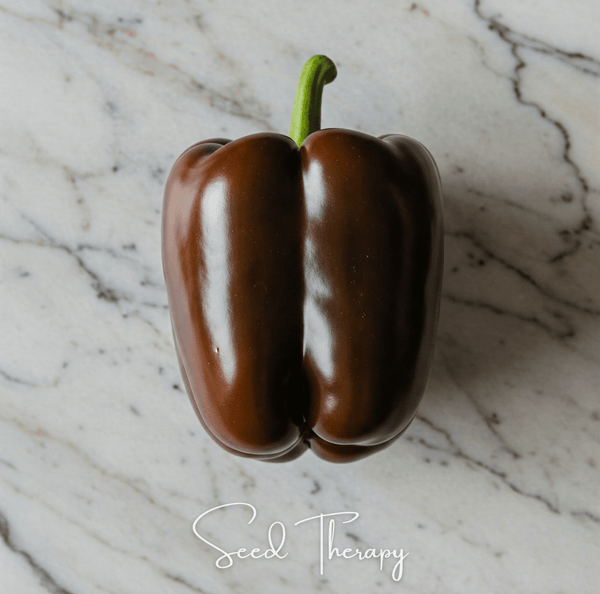 Chocolate Beauty Bell Pepper Seeds 30-Pack Garden