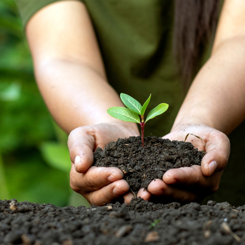 Person holding a small plant in soil with a blurred green background