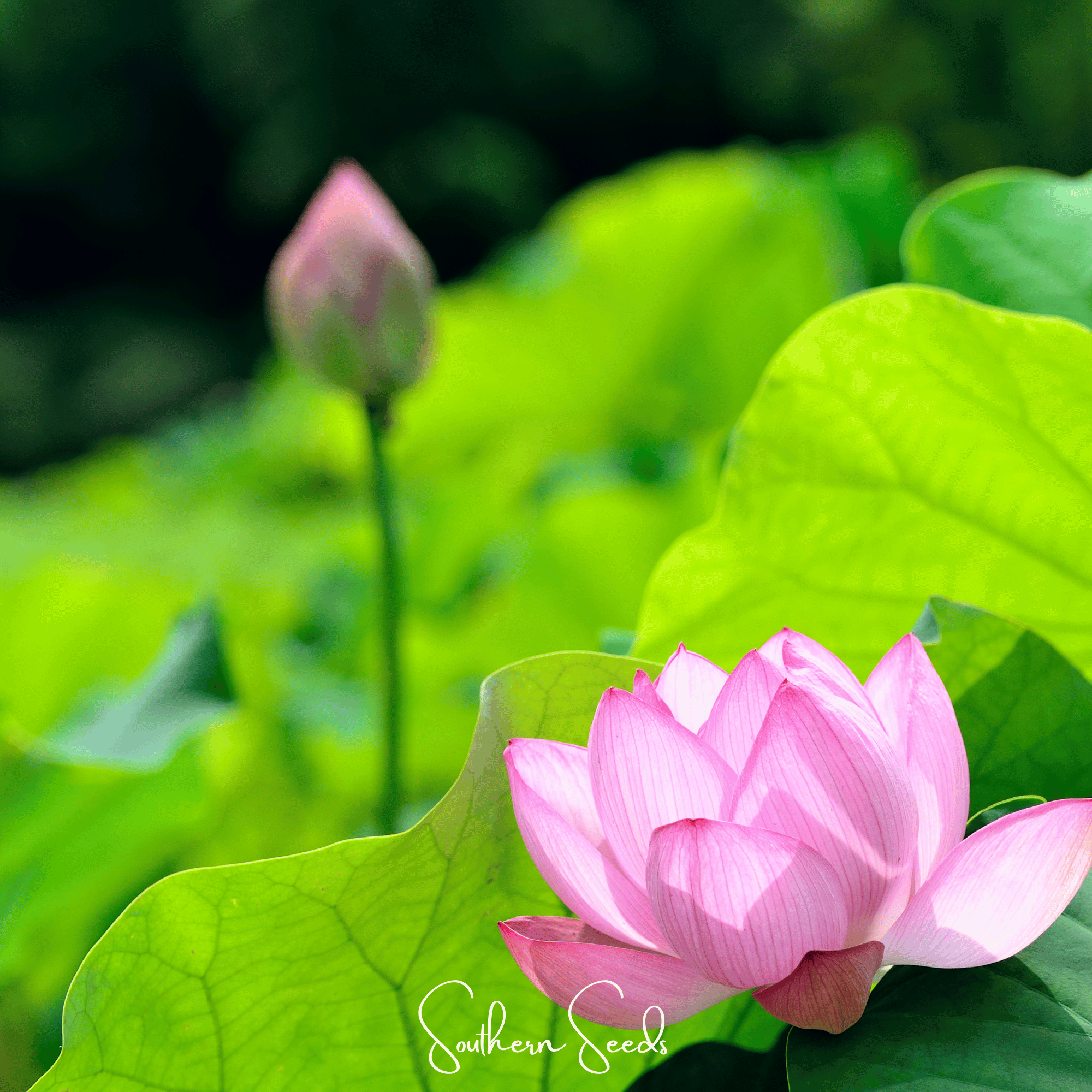 Sacred Lotus Bonsai Seeds 5-Pack Aquatic Flower Plant