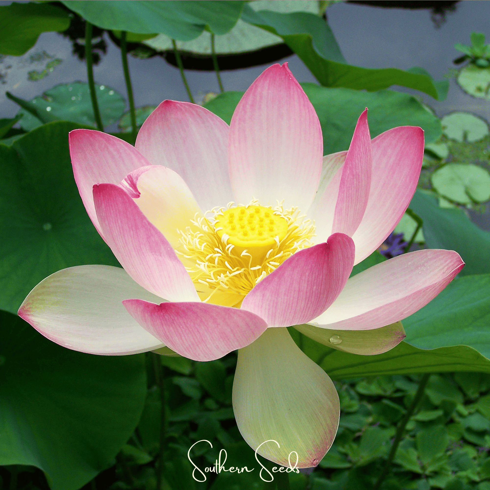Sacred Lotus Bonsai Seeds 5-Pack Aquatic Flower Plant
