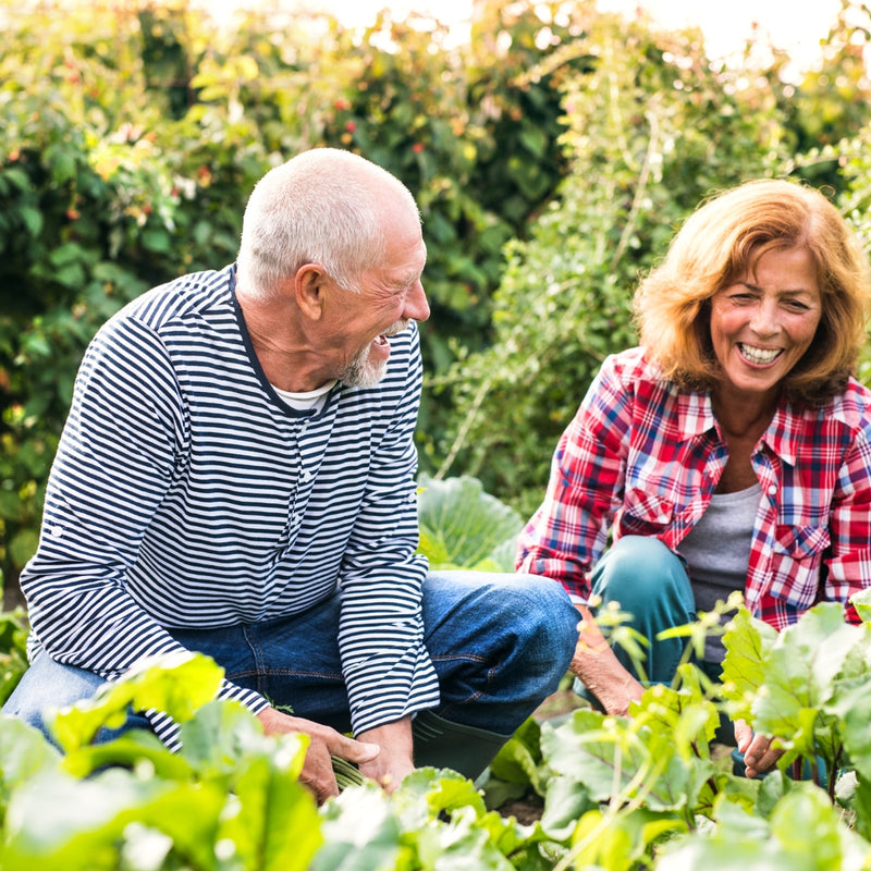 Senior couple in a garden, smiling and tending to plants