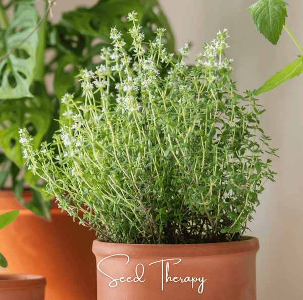 German Winter Thyme Seeds 200-Pack Herb Garden