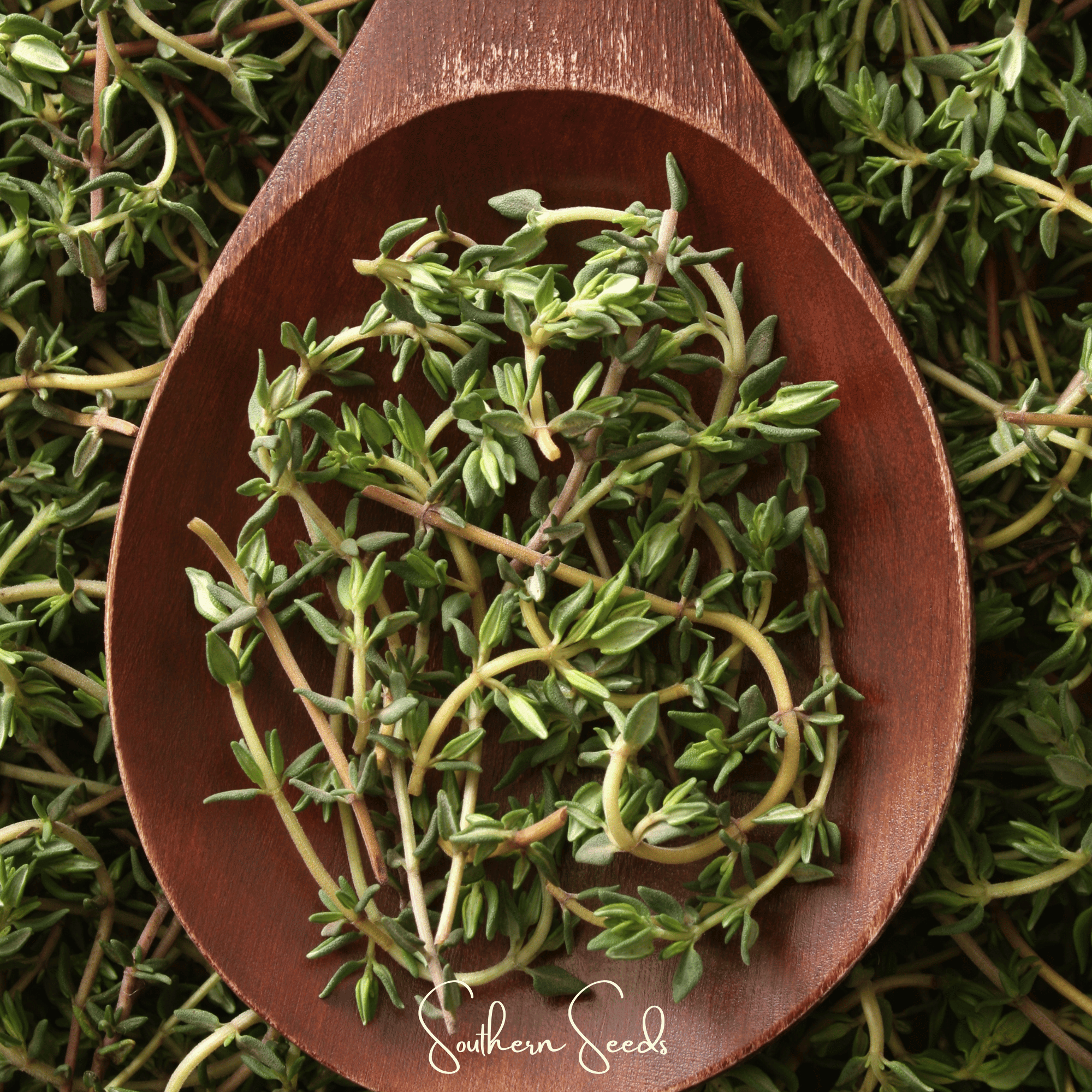 German Winter Thyme Seeds 200-Pack Herb Garden