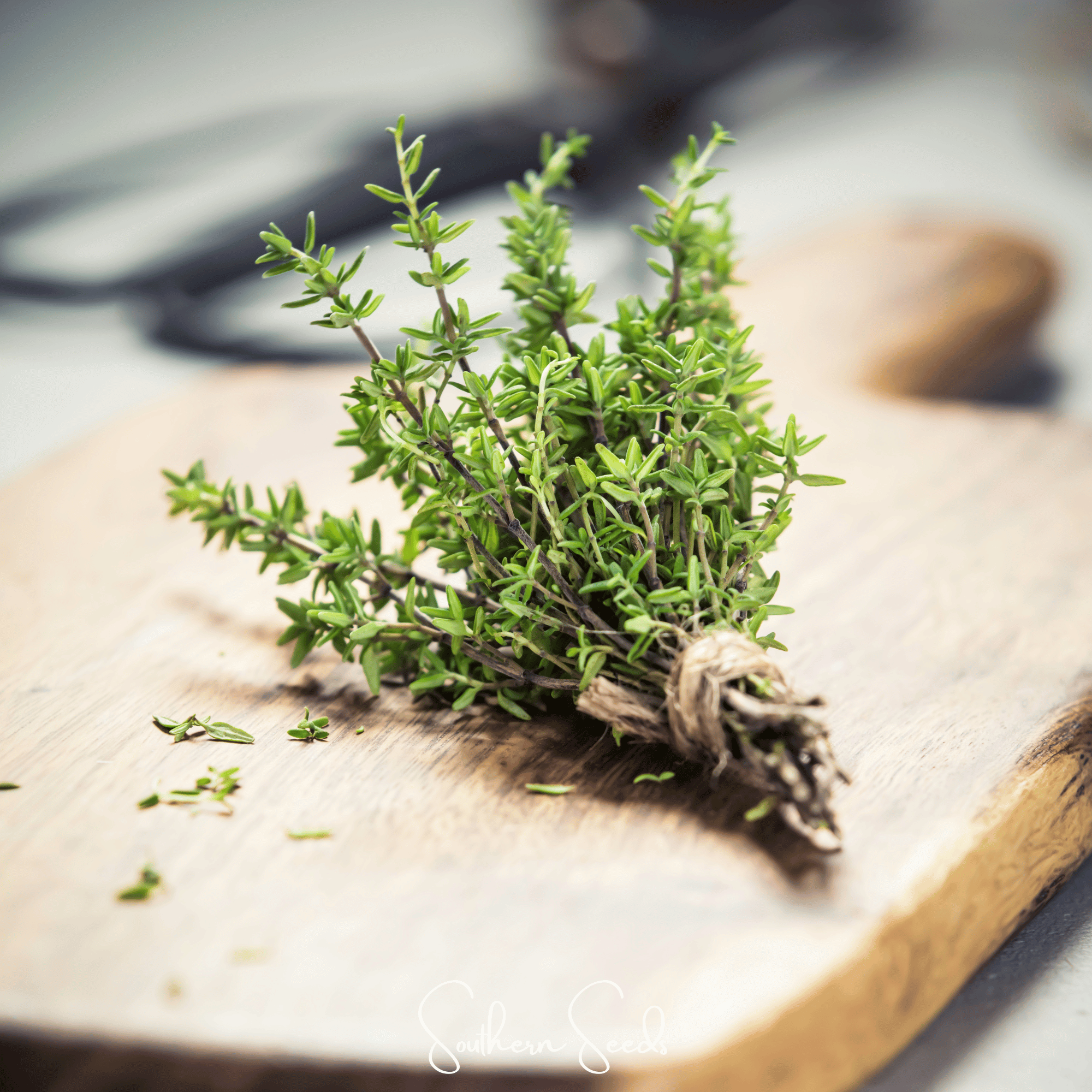 German Winter Thyme Seeds 200-Pack Herb Garden